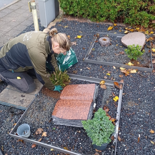 beplantning i stenbed