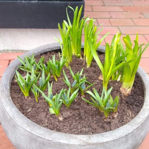 beplantning i stor krukke