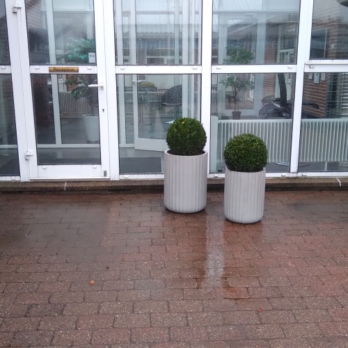 beplantning i to høje krukker