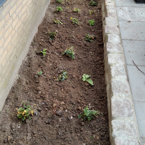 beplantning langs husmur