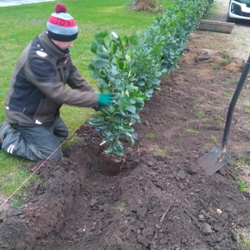plantning af hæk