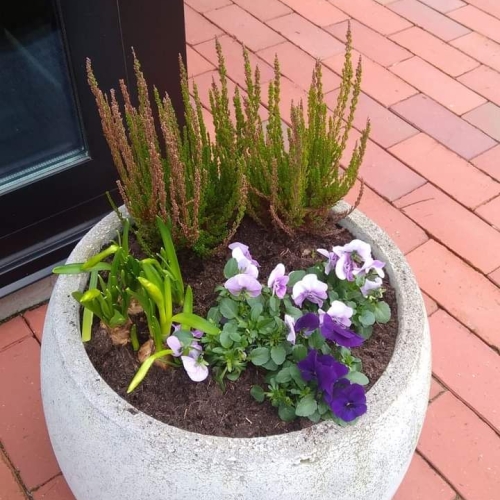 varieret beplantning i stor krukke